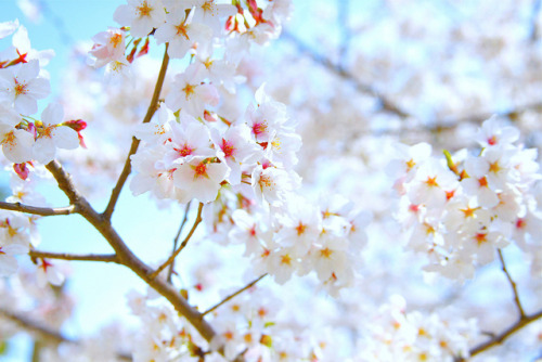 japan-overload: 桜花 by tenpadego on Flickr.