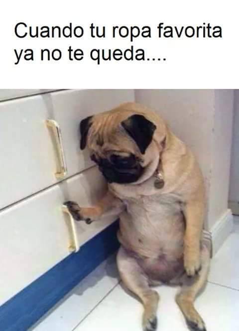 nomames:Oing!!! 🐖