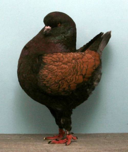 bird-bum:earthlynation:Fancy Pigeon Appreciation. SourceModel shots