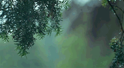 Ofallingstar:the Moth Diaries (2011)