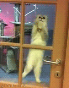 catsdogsblog:  More Cute Dogs here