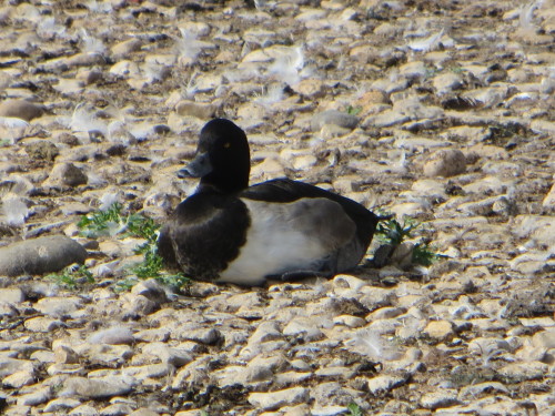 A male Tufted duck sitting on the warm shore at WWT Slimbridge, surrounded by feathers and quacking 