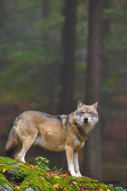 Beautiful-Wildlife:  Eurasian Wolf By © Rob Janné