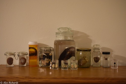 Collection Part 1/3Disclaimer: All bird materials (feathers, bones, etc) are either from invasive or