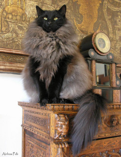 feytaline-loves:  daftwithoneshoe:  petermorwood:  This cat looks like it’s wearing a coat made from the fur of its defeated enemies…  Winter is coming.   so majestic…