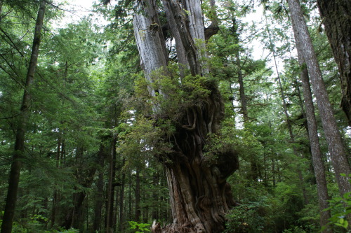 frommylimitedtravels: Kalaloch Cedar 1,000 years old - Sadly nearing it’s end.