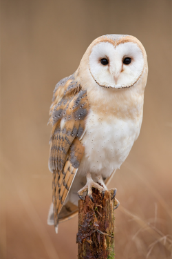 plasmatics:  Barn Owl [via/more] by Milan Zygmunt 