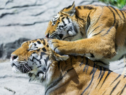 bigcatkingdom:  Attacking from behind! (by Tambako the Jaguar)