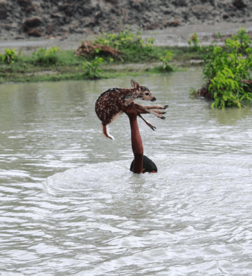 energy: Boy helping a newborn fawn to cross the canal during the high tide and the deer was reunited