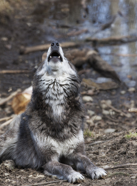 heyfiki:  Howling Wolf by Douglas Brown on Flickr.