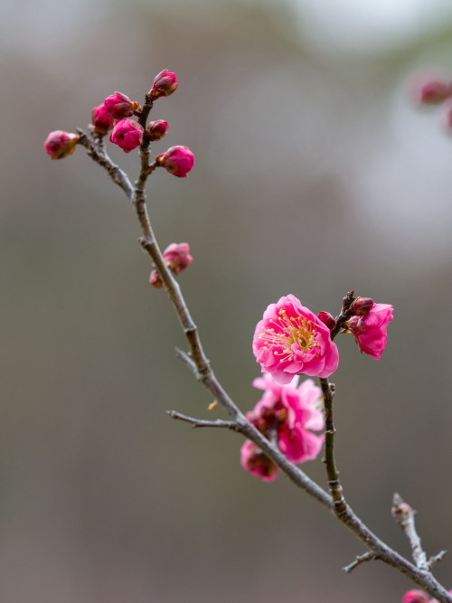 m3411: ウメ 2020/1/16撮影E-M1 Mk2,150mm,F4.0,IO200,1/250sec