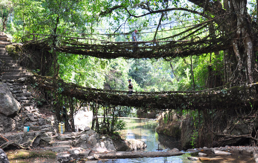 The people of Meghalaya, India have manipulated rubber trees to form braided bridges across the rivers. Frequent flooding rots wooden bridges, but living trees are durable and resist rotting. It can take 15 years or more to create a usable bridge of...