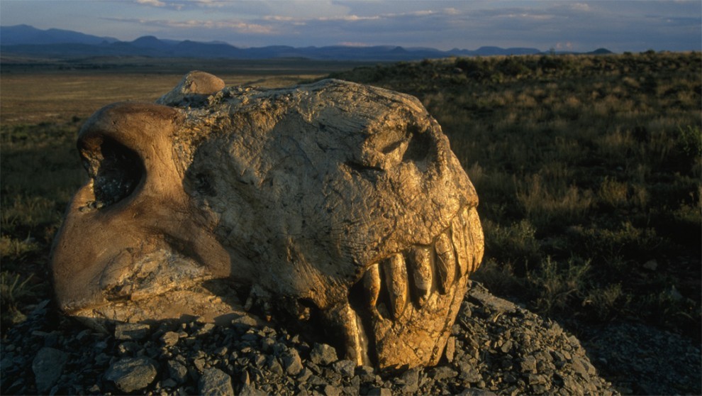 rhamphotheca:  Seeking a Break in a 252 Million-Year-Old Mass Killing A Geologist