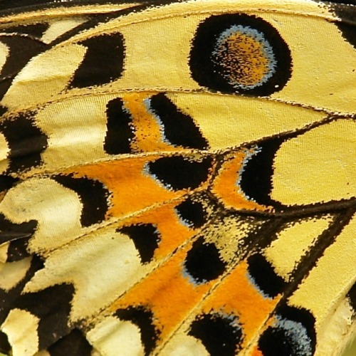 sinobug:The Butterfly Effect II (of IV)  Details from the wings of Chinese butterflies from my image