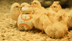 becausebirds:  fancybutpointless:  BB-8 and chickens   BB-8 gets all the chicks.
