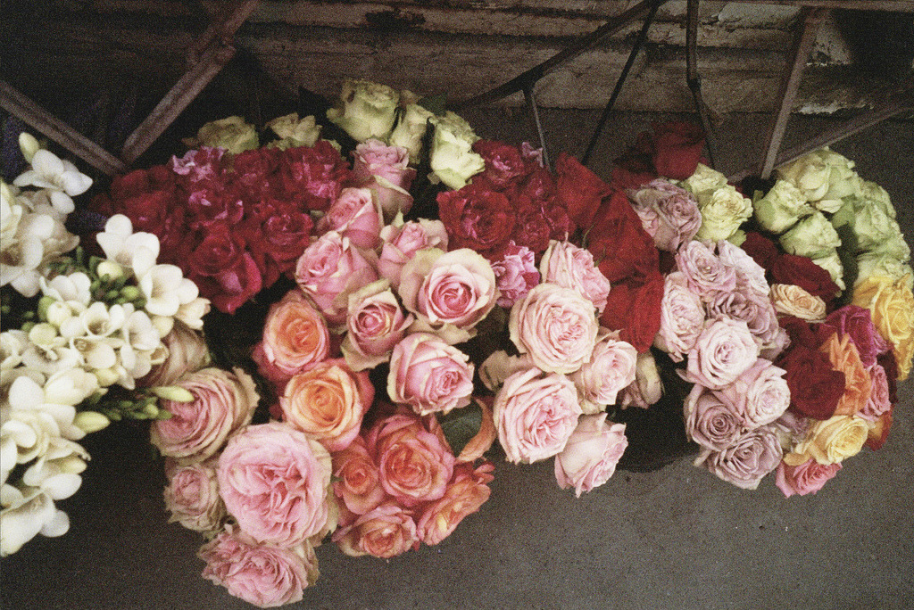 englishsnow:  the queen of carrot flowers 