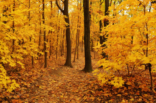 pumpkinspiceandcozycandles:cozy autumn blog