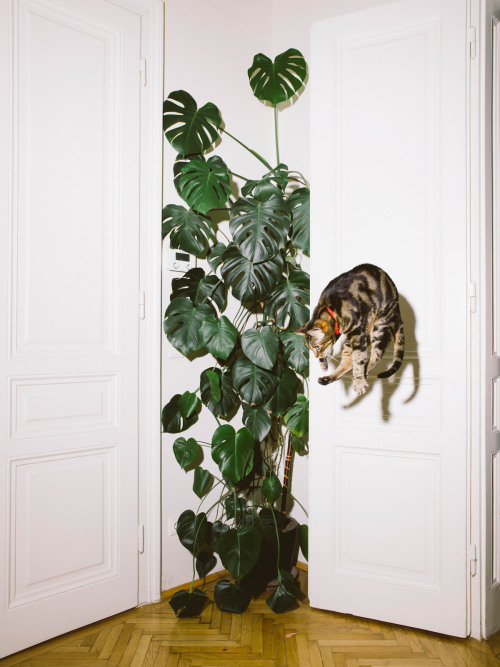 thingstolovefor: “Jumping Cats” by Photographer Daniel Gebhart de Koekkoek Vienna-based photographer Daniel Gebhart de Koekkoek documents the aerobatic prowess of Elli, Flitzie, Nevio and Fiffy. #Love it! 