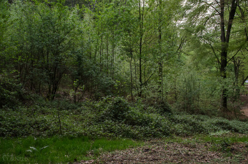 Sea of green Kluisbos, Kluisbergen, East Flanders, Belgium 2018by Jolien CornelisInstagram