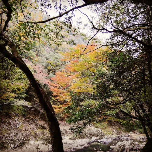 紅葉はこれから。#長門峡 #lovejapan  www.instagram.com/p/B4ZuXVPAty5/?igshid=1vxehxgudcvwm