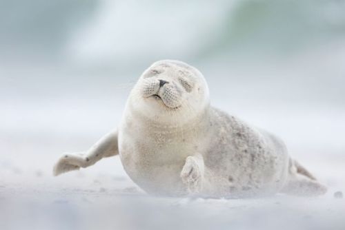 Photo of the Day: JoyPhotographer caption: Seal pup enjoying the morning breeze on Dune Island in Ge