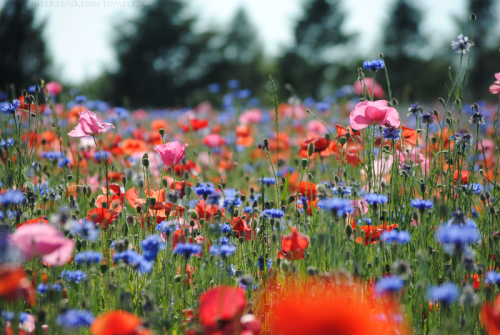 wildflowers