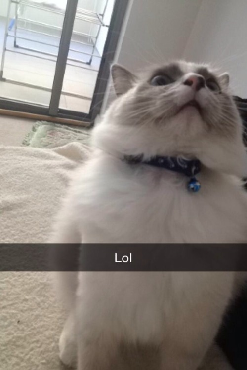 Oscar also sends the best snapchats 