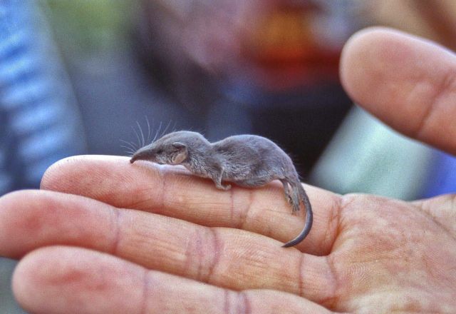 A tiny shrew.