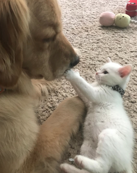 catsbeaversandducks: Mojito The Therapy Dog And Skywalker The Deaf Kitten Best friends!