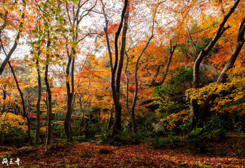 2014.11.28　秋風景