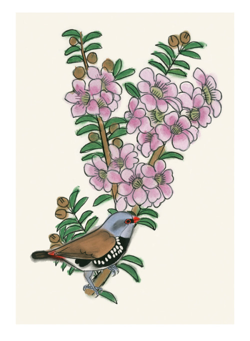 Matou en Peluche - Diamond Firetail Finch and tea tree blossoms