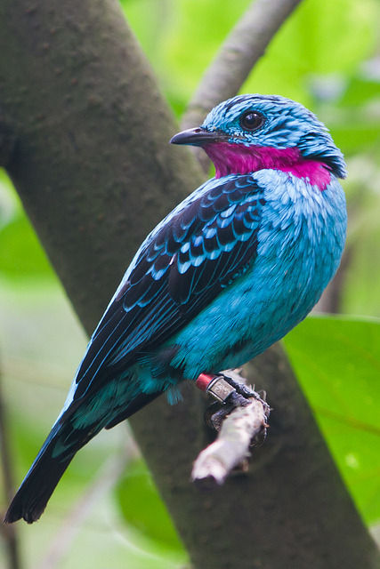 fairy-wren:ayustar:IMG_3633 by toshio217 on Flickr.spangled cotinga