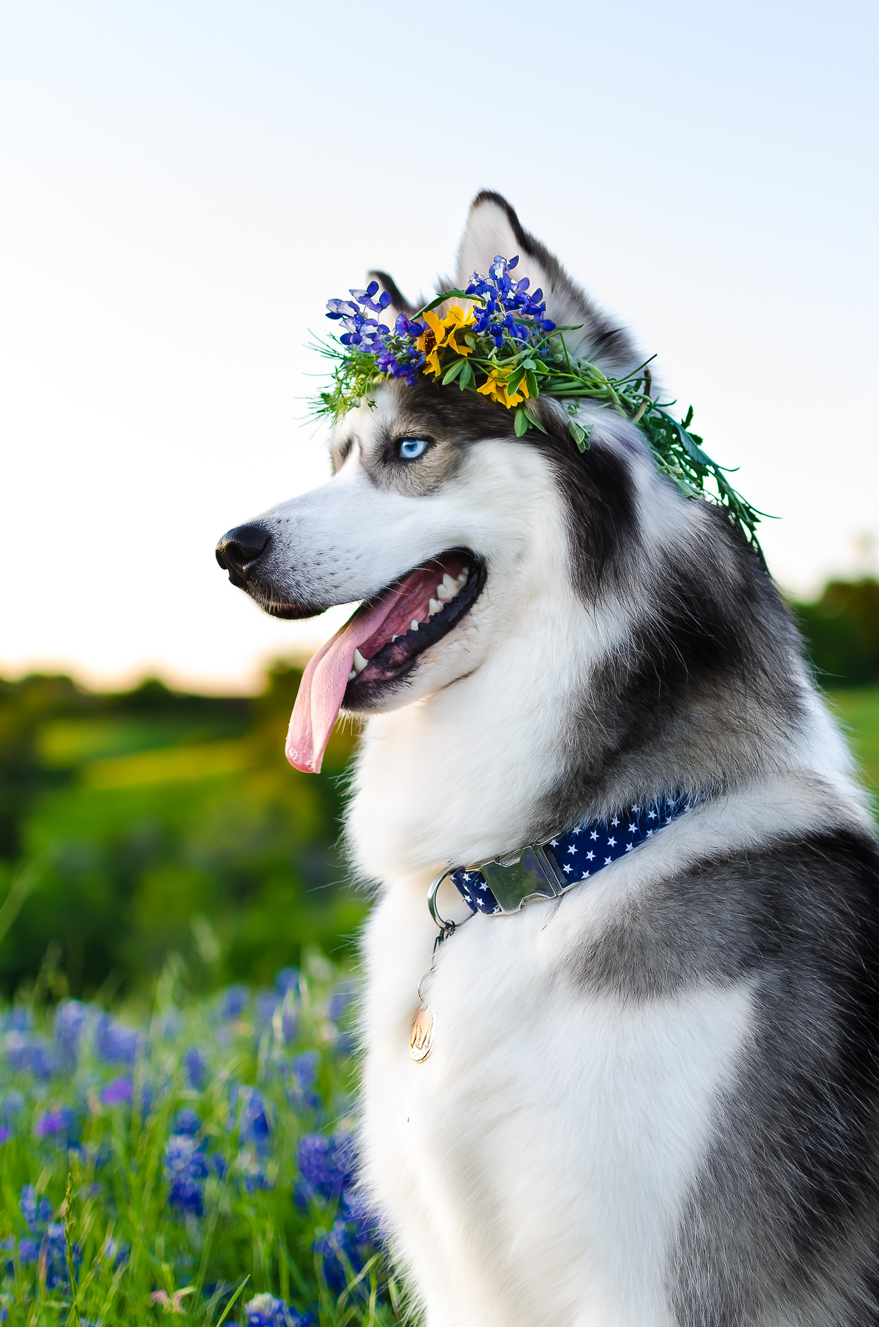 handsomedogs:  Handsomedogs’ Photography Contest X 🌷WINNER!After 1,359 votes