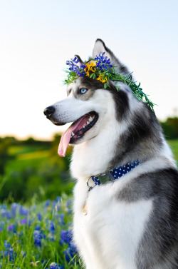 handsomedogs:  Handsomedogs’ Photography Contest X 🌷WINNER!After 1,359 votes were submitted, Thunder from @huskiesadventures has won with just 22% of the votes!! They will be awarded a drawing of their pup by @argulor! Congrats!!Out of our lovely