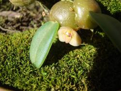 Orquidofilia:     Trias Intermedia. Orchidaceae: Bulbophyllinae. By  Antonio Fernando