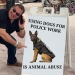 cappucino-commie:dearpercocet:dearpercocet:All k9 dogs are abused hands down if you