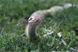 i-m-snek:  Raina shed and is just so beautiful. I will never understand how these guys can be so elegant, and yet so ridiculous. After this photo shoot she shoved her face directly into the grass. LOL  