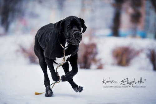 &ldquo;Deutsche Dogge&rdquo; Canon EOS 5D Mark II + 135mm f/2L USMAuthors: Katrin Lebedinskaya &amp;