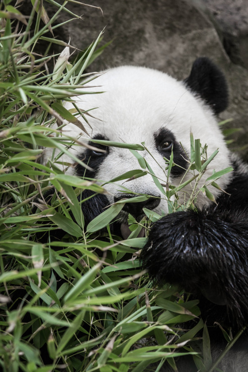 giantpandaphotos:  Yun Zi at the San Diego Zoo in California, US, on July 8, 2013. © Jeremy Corpuz. 