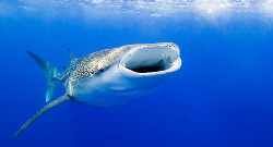 the-shark-blog:  Feeding Whale Shark by Rob