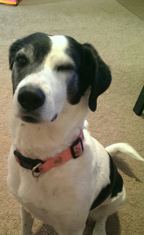 cuteanimalspics - Happy 9th birthday to my winking Border Collie