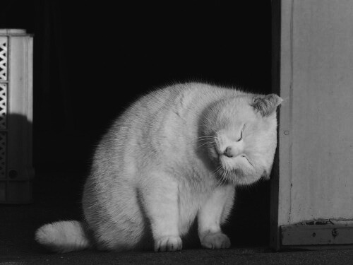 [image description: vintage black and white photo of a white cat in front of a dark room nuzzling it