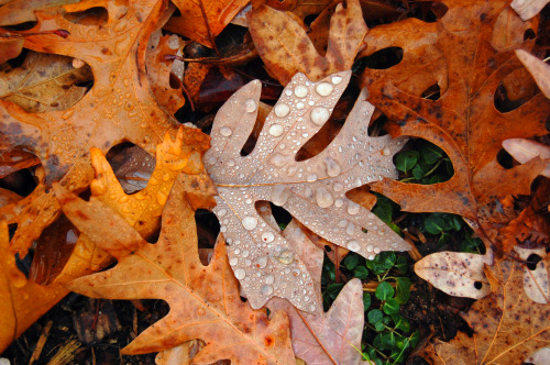 Autumn Leaves