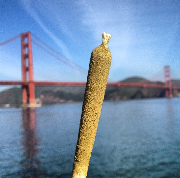 hippy-child:  reddlr-trees:  Good morning from NorCal  Ugh I wish I went to hippie