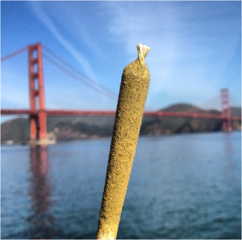 hippy-child:  reddlr-trees:  Good morning from NorCal  Ugh I wish I went to hippie hill yesterday 