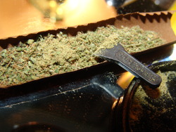 petenesssweetness:  kief in the blunt. 