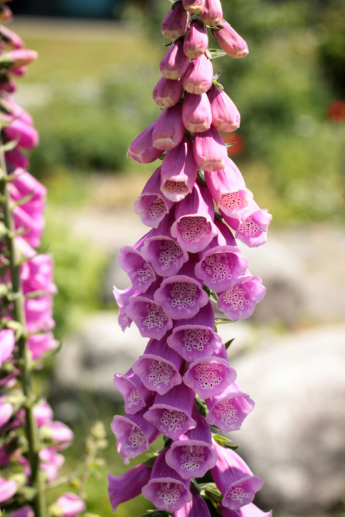 annapolisrose:Foxglove