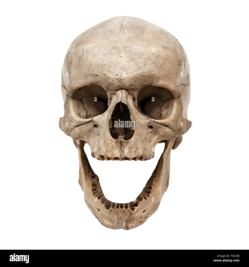 Lmao Skulls With No Teeth Look So Funny (beneath The Cut Bc Idk If It Will Disturb Anyone)