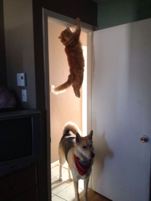 cute-overload:  Where’s that cat I know he came this way.http://cute-overload.tumblr.com