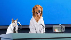   Pet Researchers Confirm 100% Of Owners Who Leave For Work Never Coming Back  Washington—Announcing